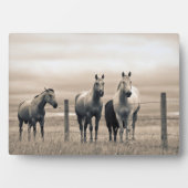 Plaque Photo Quart De Chevaux Sur Les Prairies Canadiennes (Devant)