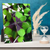 Plaque Photo Quatre feuilles Shamrock de trèfle St. Patrick’s L (Côté)