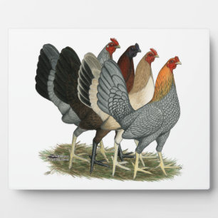 Plaque Photo Quatre poules de Gamefowl