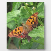 Plaque Photo Question Mark Butterfly on Lantana (Devant)