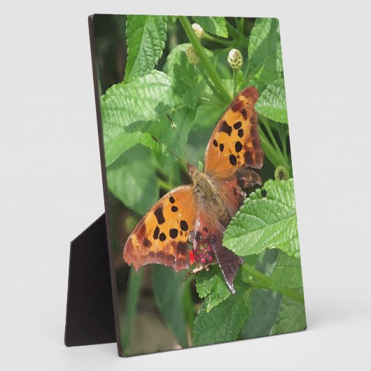 Plaque Photo Question Mark Butterfly on Lantana (Côté)