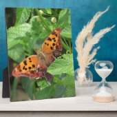 Plaque Photo Question Mark Butterfly on Lantana (Côté)