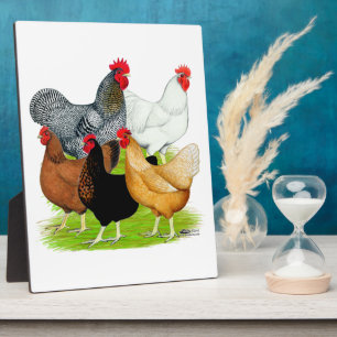 Plaque Photo Quintette de poulet liée au sexe