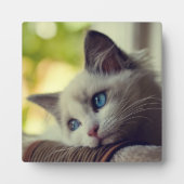 Plaque Photo Ragdoll Kitten (Devant)