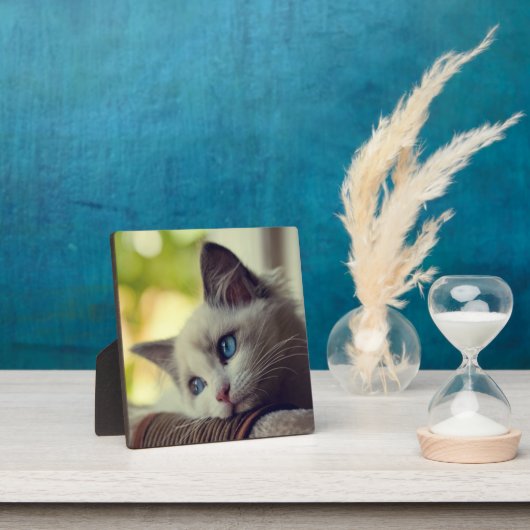 Plaque Photo Ragdoll Kitten (Insitu)