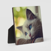 Plaque Photo Ragdoll Kitten (Recto)