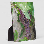 Plaque Photo Raisins pourpres sur la vigne (Côté)