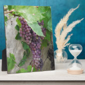 Plaque Photo Raisins pourpres sur la vigne (Côté)