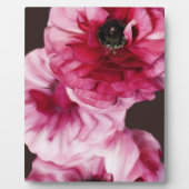 Plaque Photo Ranunculus rouge (Devant)
