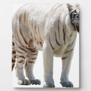 Plaque Photo Rayures de chat tigre personnalisent les anniversa