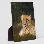 Plaque Photo Recenser Cheetah au Fossil Rim Wildlife Centre (Côté)