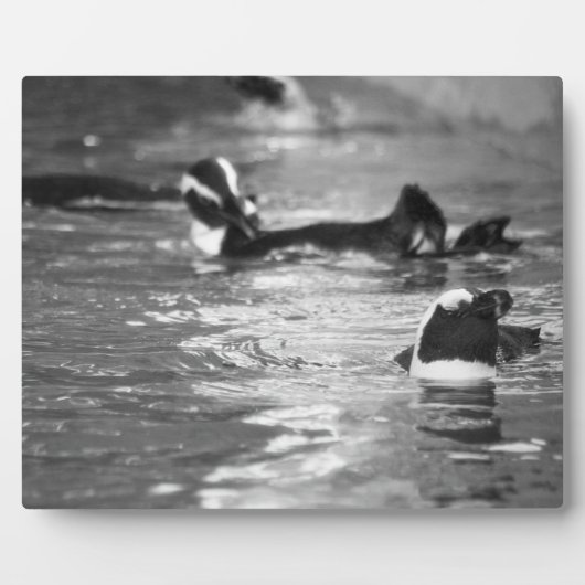 Plaque Photo Relaxant (Devant)