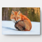 Plaque Photo Renard Rouge En Neige | Yukon (Devant)
