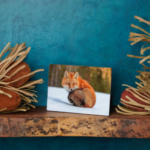 Plaque Photo Renard Rouge En Neige Yukon