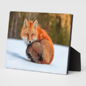 Plaque Photo Renard Rouge En Neige | Yukon (Côté)