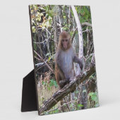Plaque Photo rhesus macaque (Côté)