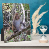 Plaque Photo rhesus macaque (Côté)