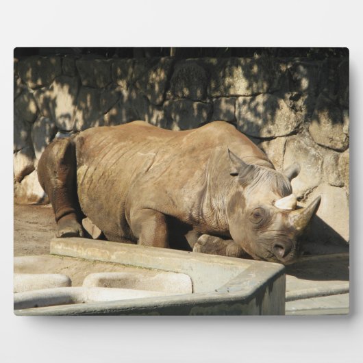 Plaque Photo Rhino couché (Devant)