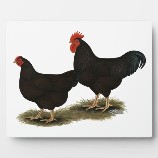 Plaque Photo Rhode Island Red Bantams (Devant)