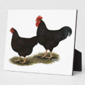 Plaque Photo Rhode Island Red Bantams (Côté)