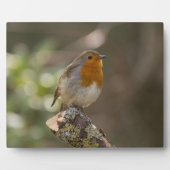 Plaque Photo Robin (Devant)