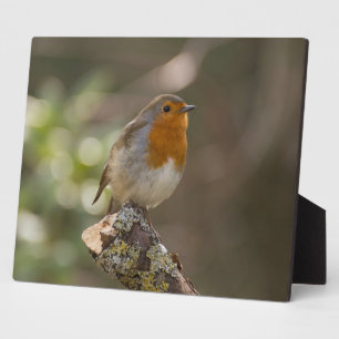 Plaque Photo Robin