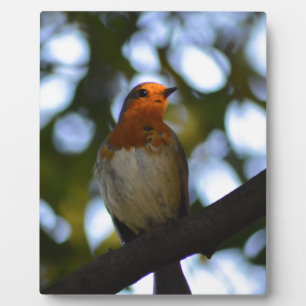 Plaque Photo Robin