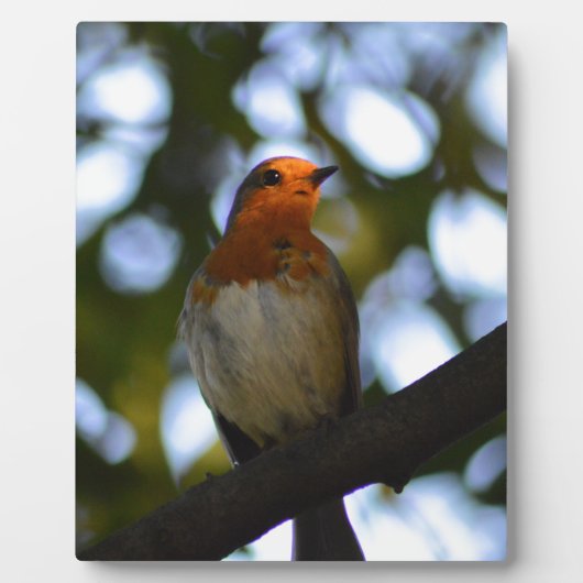 Plaque Photo Robin (Devant)