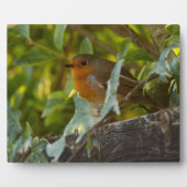 Plaque Photo Robin (Devant)