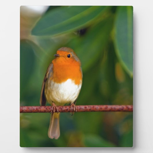 Plaque Photo ROBIN Rouge (Devant)