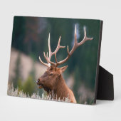 Plaque Photo Rocky Mountain Elk Parc national de Yellowstone (Côté)