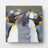 Plaque Photo Roi Pingouin (Devant)