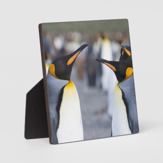 Plaque Photo Roi Pingouin (Recto)