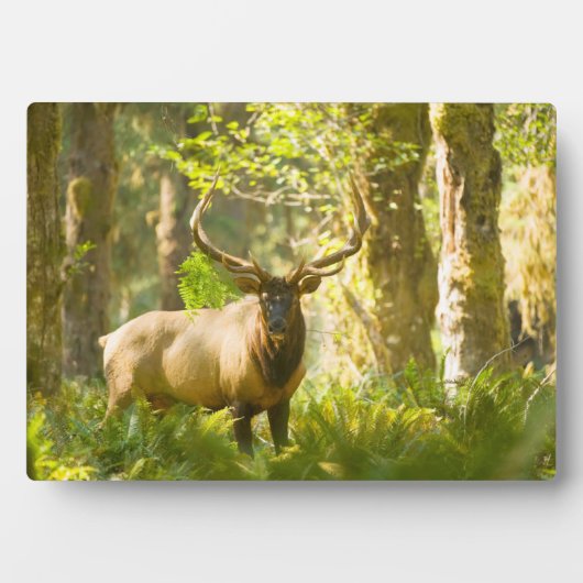 Plaque Photo Roosevelt Elk | Parc National Olympique, Washingto (Devant)