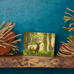 Plaque Photo Roosevelt Elk Parc National Olympique, Washingto