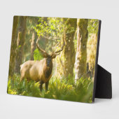 Plaque Photo Roosevelt Elk | Parc National Olympique, Washingto (Côté)