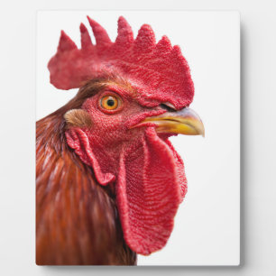 Plaque Photo Rooster Face