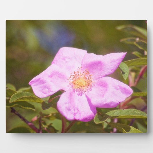 Plaque Photo Rose (Devant)
