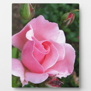 Plaque Photo rose