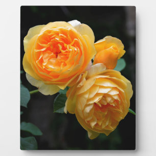 Plaque Photo Rose anglais jaune