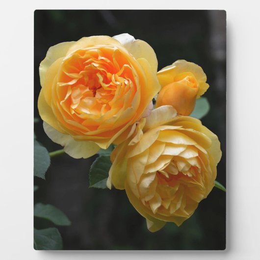 Plaque Photo Rose anglais jaune (Devant)