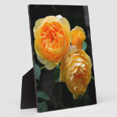 Plaque Photo Rose anglais jaune (Côté)