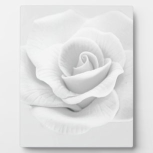 Plaque Photo Rose blanche