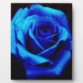 Plaque Photo Rose bleu spectaculaire (Devant)