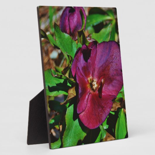 Plaque Photo Rose de carême rose Bourgogne (Côté)