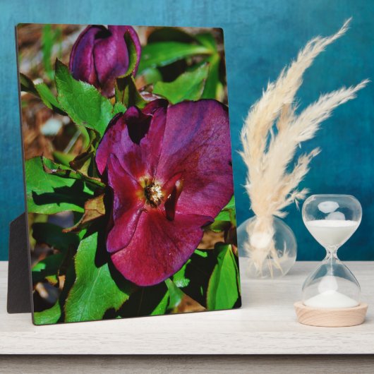 Plaque Photo Rose de carême rose Bourgogne (Côté)