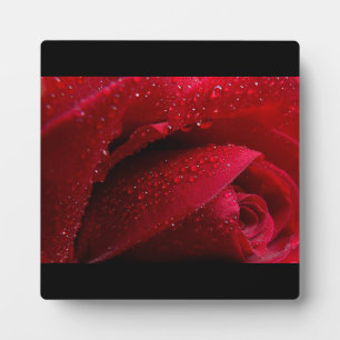 Plaque Photo Rose de macro rouge avec gouttelettes d'eau