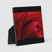 Plaque Photo Rose de macro rouge avec gouttelettes d'eau (Recto)