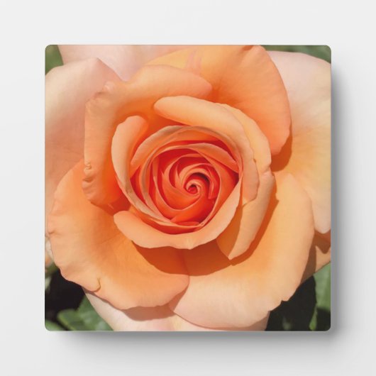 Plaque Photo Rose de plage (Devant)