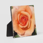 Plaque Photo Rose de plage (Recto)